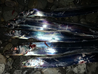 タチウオは遅れてやってくる❗️×ショアジギング×マズメ釣れない( ゚Д゚)!? タチウオは遅れてやってくる❗️×ショアジギング×マズメ釣れない( ゚Д゚)!?