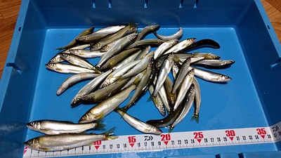 鮎×アユ×エサの釣り。 鮎×アユ×エサの釣り。