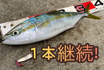 継続❗️×なんとか青物出ました×良かった~(*´з`) 継続❗️×なんとか青物出ました×良かった~(*´з`)