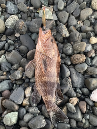ショアジギング×オオモンハタ×思わず刺身に ショアジギング×オオモンハタ×思わず刺身に