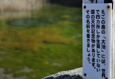 エンドウの花が咲く出羽島 遠見76.0m