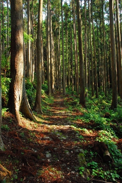 千羽ケ岳 △245.3M 千羽ケ岳 △245.3M