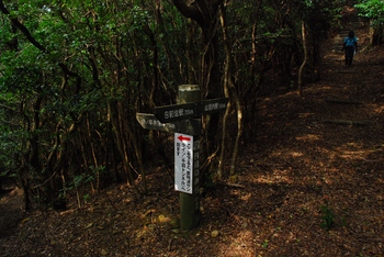 千羽ケ岳 △245.3M 千羽ケ岳 △245.3M