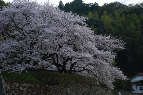 取星寺山100M 一升ケ森173.5M 大野城山146M 取星寺山100M 一升ケ森173.5M 大野城山146M
