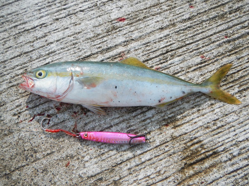 高知県桂浜サーフ 高知県桂浜サーフ