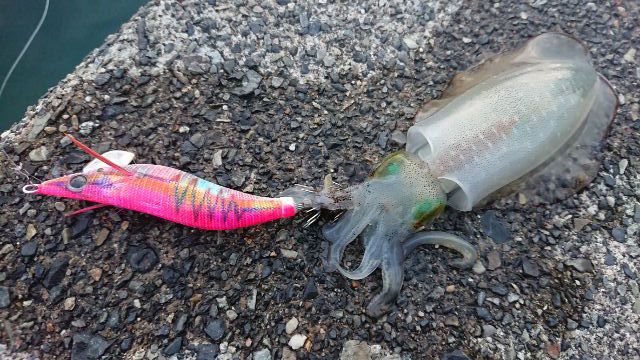 執念のエギング 執念のエギング
