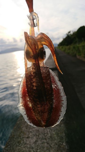 短時間小浜エギング 短時間小浜エギング