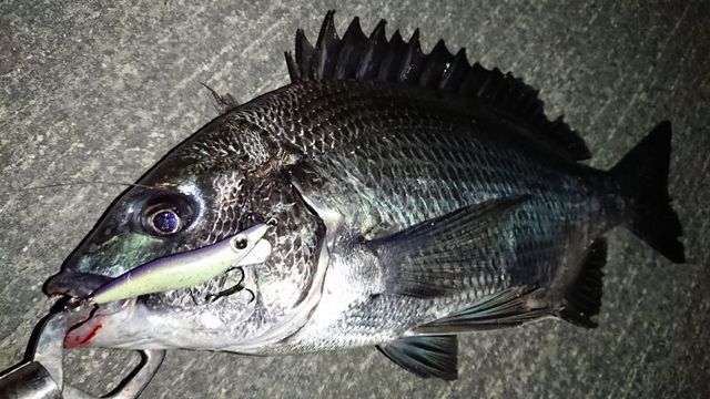 夜チヌ 夜チヌ