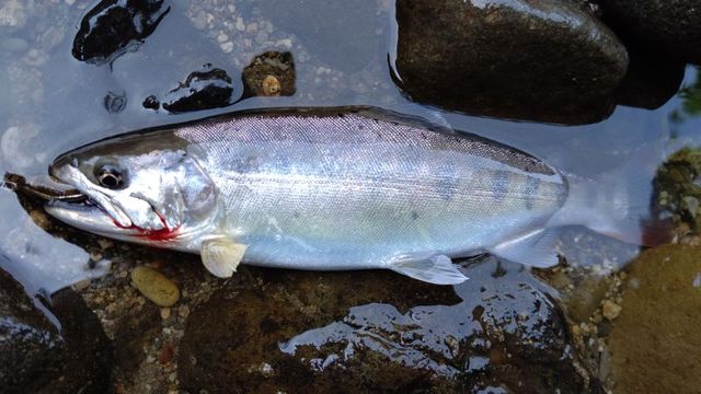 今年初の渓流釣り 今年初の渓流釣り