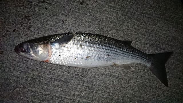 夜チヌ 夜チヌ