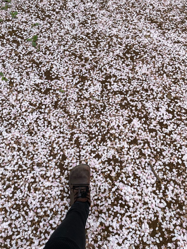 桜吹雪の週末ぶらぶら 桜吹雪の週末ぶらぶら