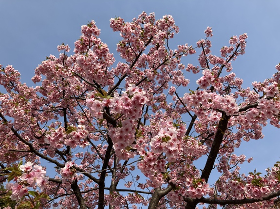 公園ランチ 公園ランチ