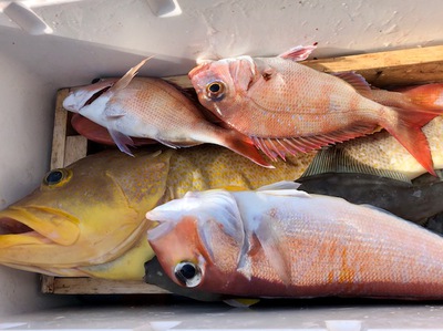 久々の5目超え釣果 久々の5目超え釣果