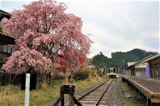 三多気の桜と名松線