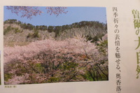三多気の桜　再訪　オオアカゲラも発見