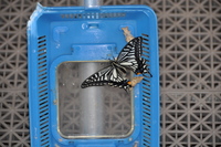 越冬したアゲハ蝶のサナギが今年も孵化し