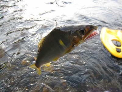 大人気!米代川のアユ釣り