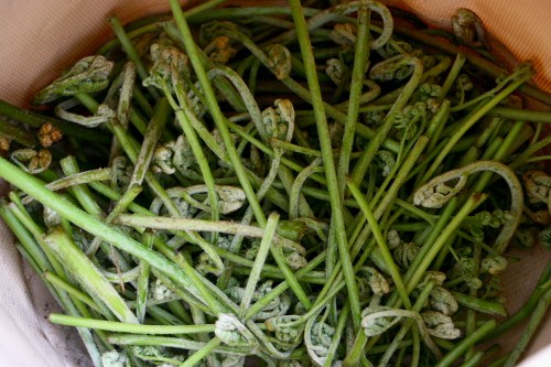 山菜採り　ｉｎ　古法華