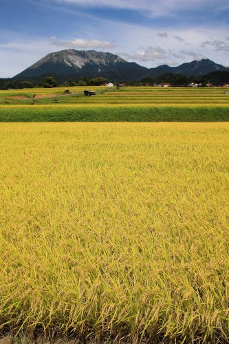 白イルカの次は...