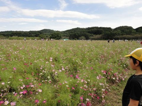 巾着田☆日和田山