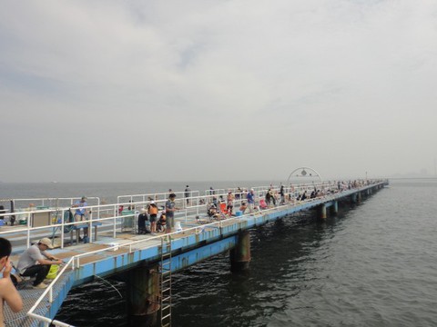 イワシ祭りだ☆海づり公園