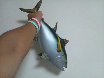 マグロとったド~~~♪