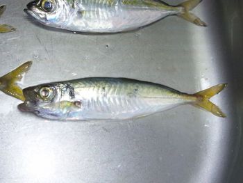 魚参参目