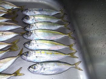 魚参参目
