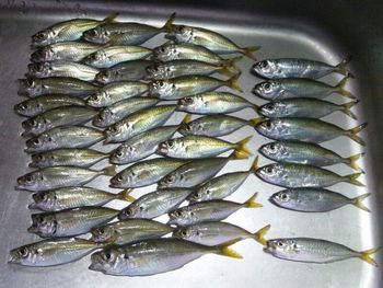 魚参参目