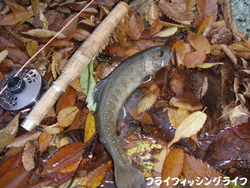 丹沢ホーム釣行!