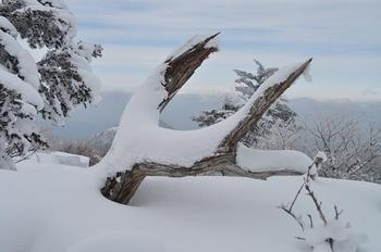 雪のタロー (剣山) ♪