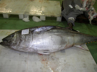 焼津魚センター