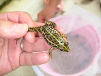 阿蘇 歌瀬キャンプ場 其の三