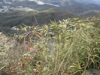 羽束山登山その3 山頂へ