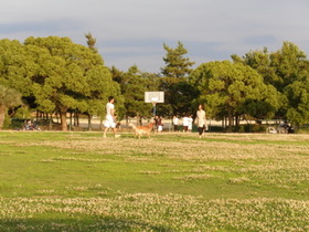 甲子園浜公園ポタ