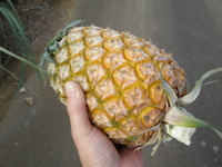 石垣島のパイン畑