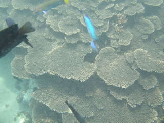 珊瑚&熱帯魚VS涸沢