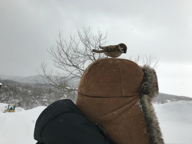 新幕試し張り!豪雪キャンプ エルム高原家族旅行村 1月28日~29日 新幕試し張り!豪雪キャンプ エルム高原家族旅行村 1月28日~29日