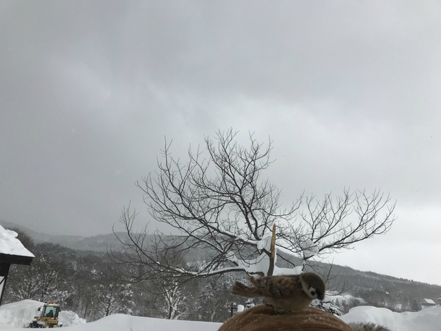 新幕試し張り!豪雪キャンプ エルム高原家族旅行村 1月28日~29日 新幕試し張り!豪雪キャンプ エルム高原家族旅行村 1月28日~29日