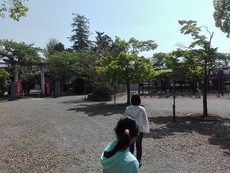 埼玉県羽生市の「大天白神社」の藤