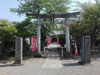 埼玉県羽生市の「大天白神社」の藤