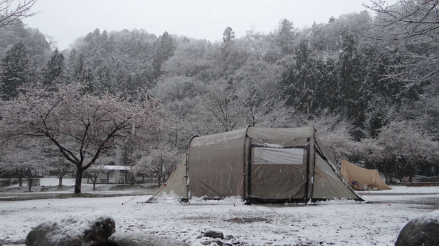 3月キャンプ！は雪見桜？