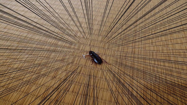 【閲覧注意】アウトドアギャング襲来~リターンズ~ 【閲覧注意】アウトドアギャング襲来~リターンズ~
