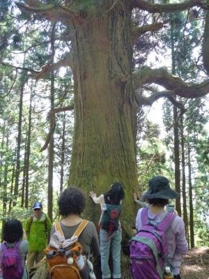 巨木天狗杉との出会い、“春紅葉”の蓬莱山　トレッキング