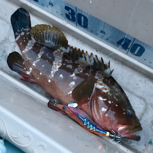 ゴムボート釣り。キジハタ入食い18キャッチ。(SeaWalk Light Jigging 64ML) ゴムボート釣り。キジハタ入食い18キャッチ。(SeaWalk Light Jigging 64ML)