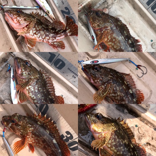 ゴムボート釣り。キジハタ入食い18キャッチ。(SeaWalk Light Jigging 64ML) ゴムボート釣り。キジハタ入食い18キャッチ。(SeaWalk Light Jigging 64ML)