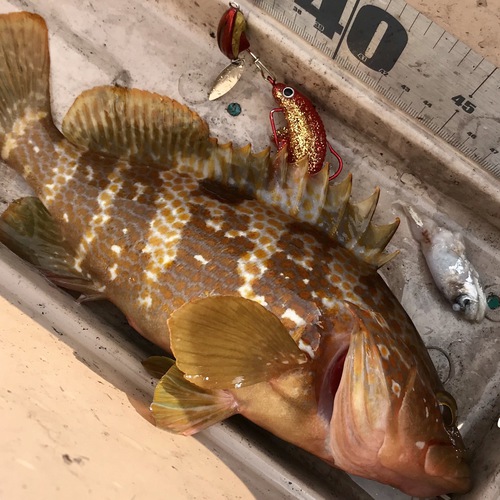 ゴムボート釣り。アオリイカ、キジハタ。(ヤマガブランクス メビウス 710L) ゴムボート釣り。アオリイカ、キジハタ。(ヤマガブランクス メビウス 710L)