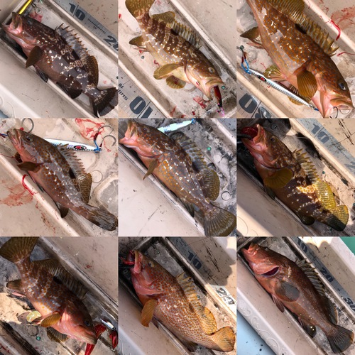 ゴムボート釣り。キジハタ入食い18キャッチ。(SeaWalk Light Jigging 64ML) ゴムボート釣り。キジハタ入食い18キャッチ。(SeaWalk Light Jigging 64ML)