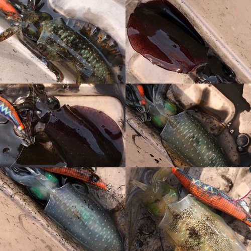ゴムボート釣り。キジハタ入食い18キャッチ。(SeaWalk Light Jigging 64ML) ゴムボート釣り。キジハタ入食い18キャッチ。(SeaWalk Light Jigging 64ML)