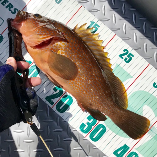 ゴムボート釣り。キジハタ入食い18キャッチ。(SeaWalk Light Jigging 64ML) ゴムボート釣り。キジハタ入食い18キャッチ。(SeaWalk Light Jigging 64ML)